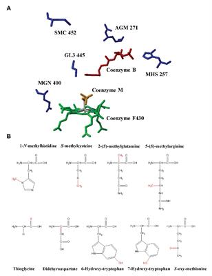 Methyl-Coenzyme M Reductase and Its Post-translational Modifications